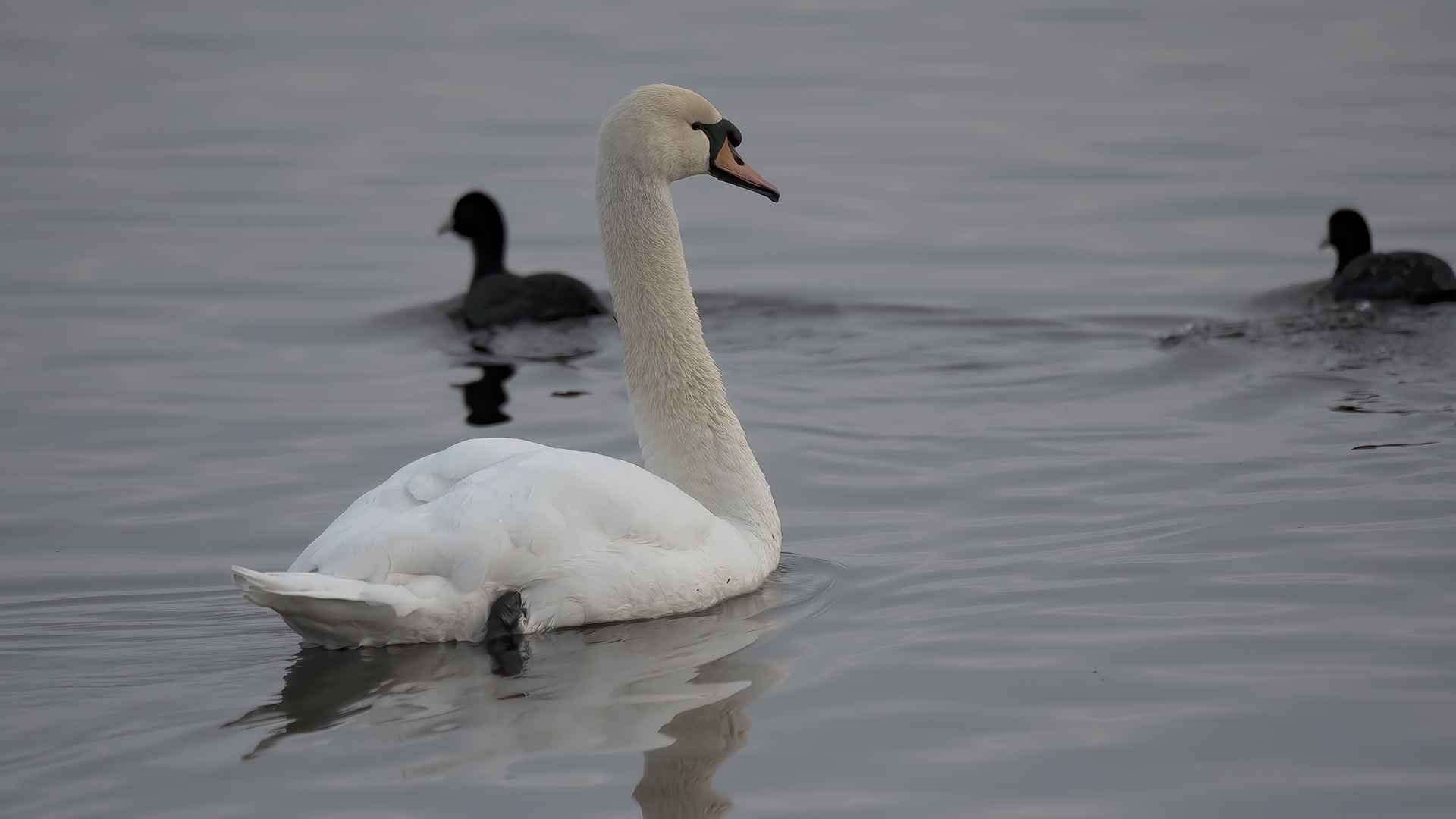 Kuğu